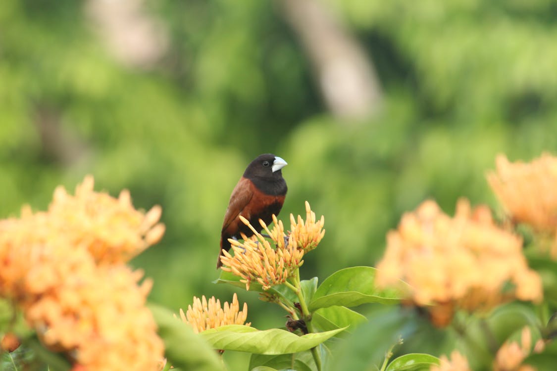 Gratis stockfoto met vogel