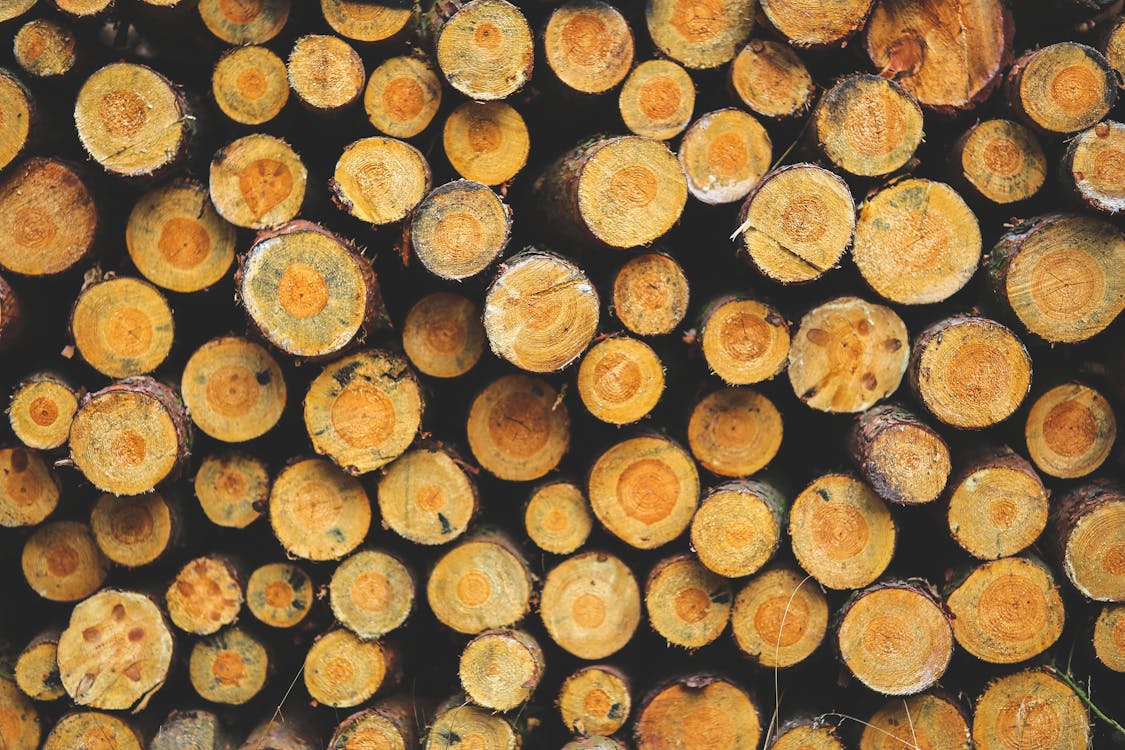 Gratis Fotos de stock gratuitas de arboles, bosque, madera Foto de stock