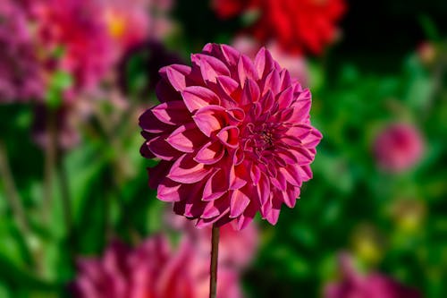 Free A Close-Up Shot of a Dahlia Flower in Bloom Stock Photo