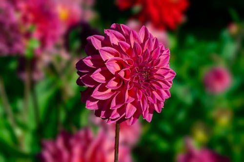 A Close-Up Shot of a Dahlia Flower in Bloom