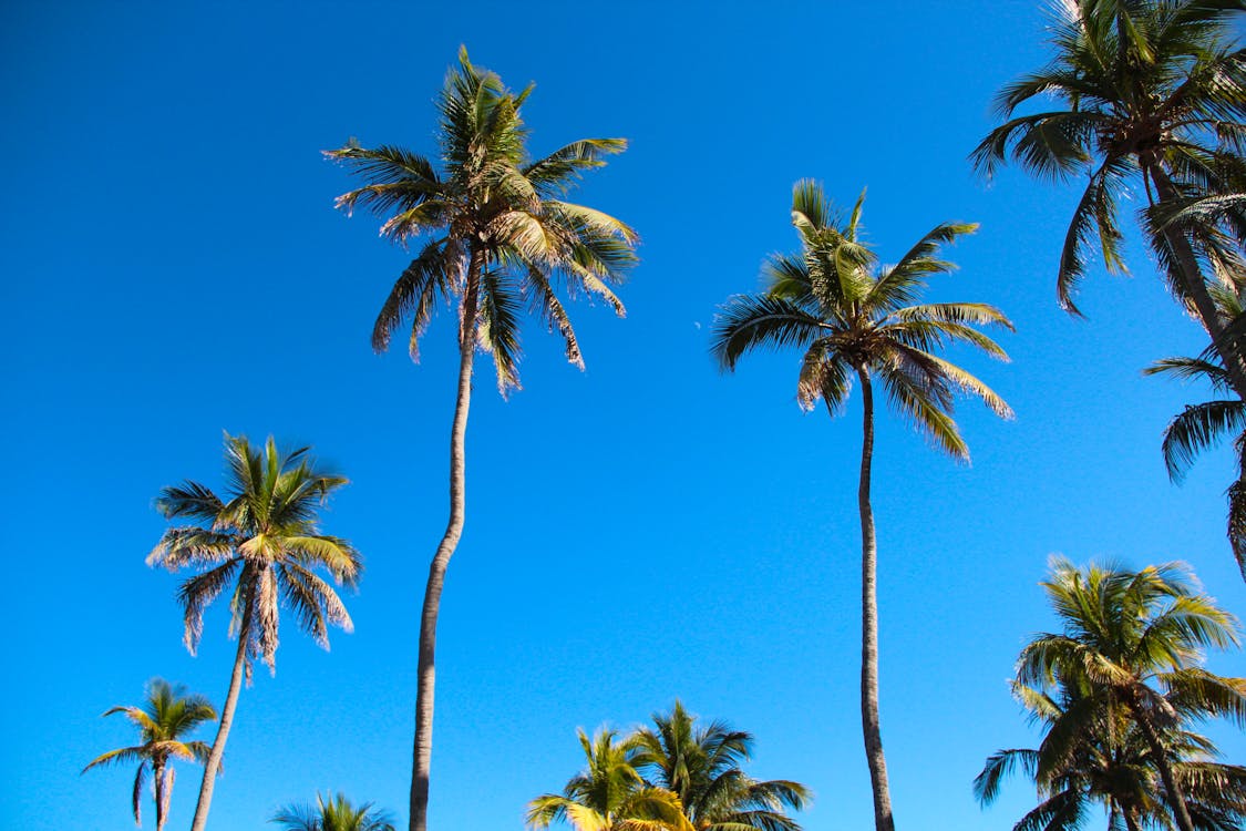 Tall Green Coconut Trees Under Clear Blue Sky