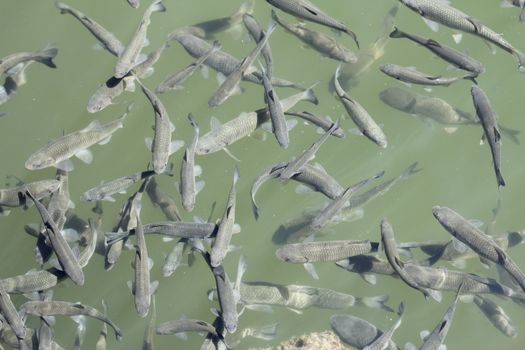 fish photo