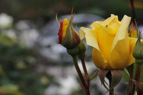 Gratis stockfoto met bloeiende rozen, gele bloem, horticultuur