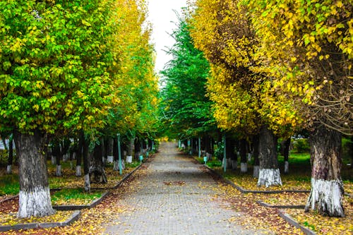 Paved Pathway Between Green and Yellow Trees