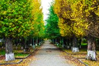 Paved Pathway Between Green and Yellow Trees