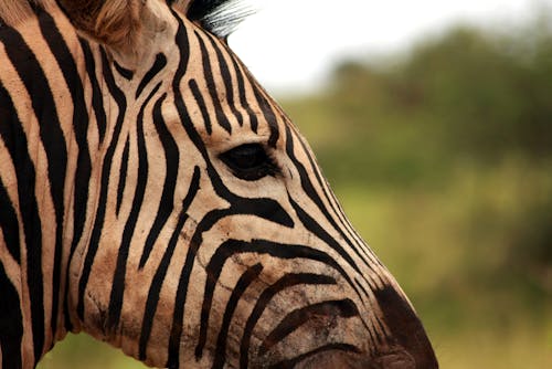 Free A Close-Up Shot of a Zebra Head Stock Photo
