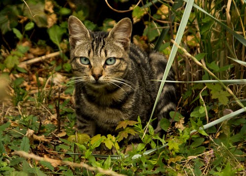 Close-Up Photo of a Tabby Cat Near Green Plants