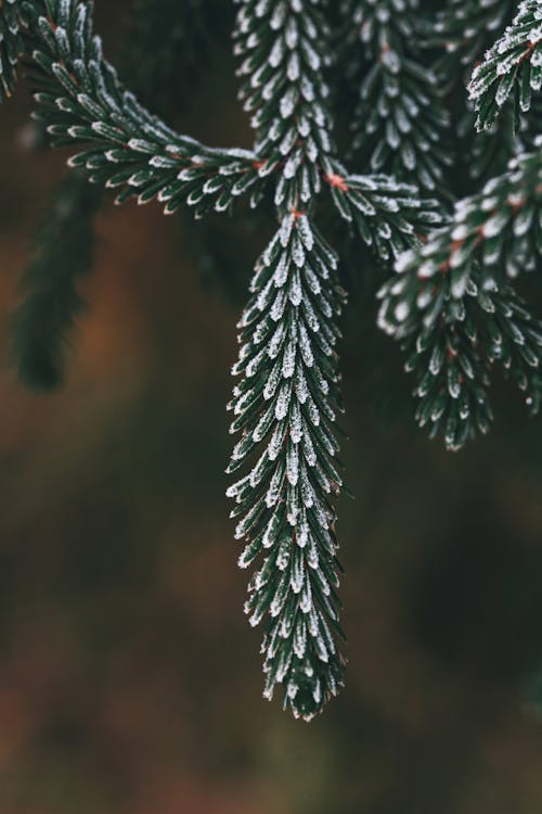 Green Pine Tree in Close Up Photography