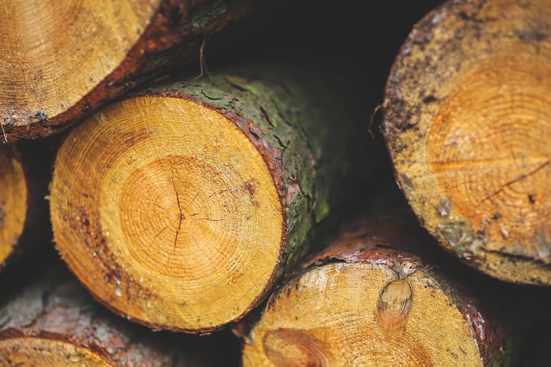 無料 スタック, ロガー, 木の幹の無料の写真素材 写真素材