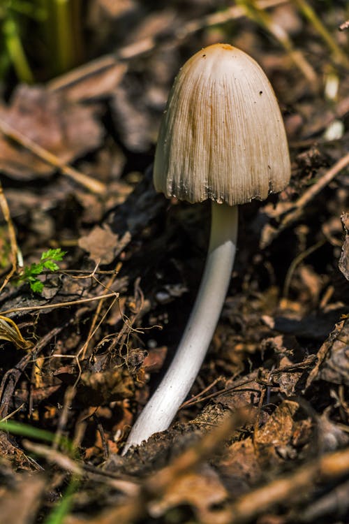 Brown Mushroom on Ground Focus Photography
