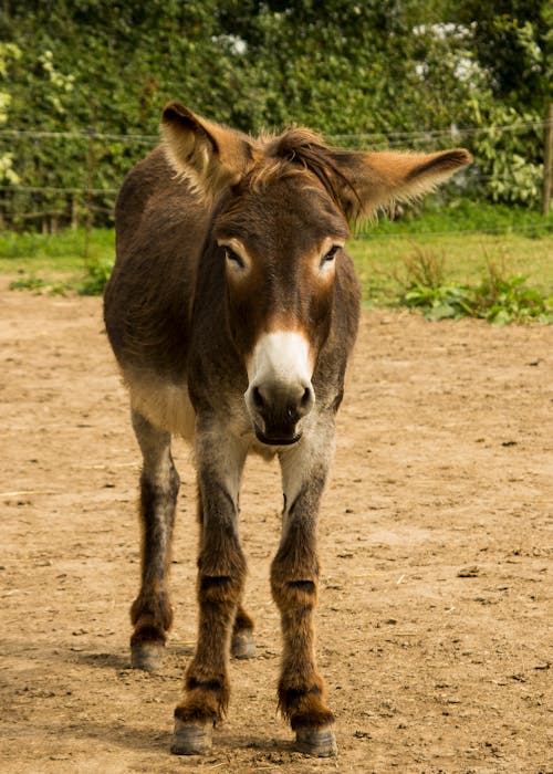 Free stock photo of donkey