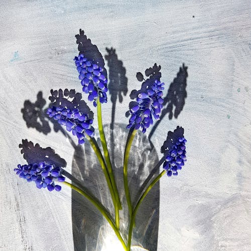 Free stock photo of blue flowers, lights, shadows