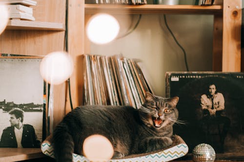Безкоштовне стокове фото на тему «знімки, кішка, книги»