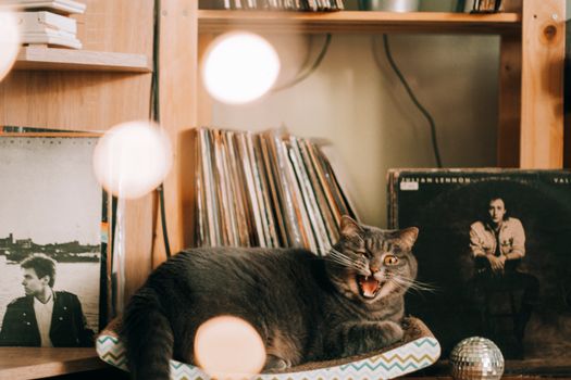 Longest Cat Fart Record Guinness
