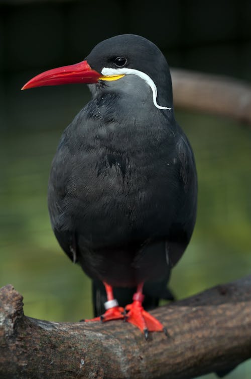 Schwarzer Und Roter Vogel Thront Tagsüber Auf Braunem Baumstamm