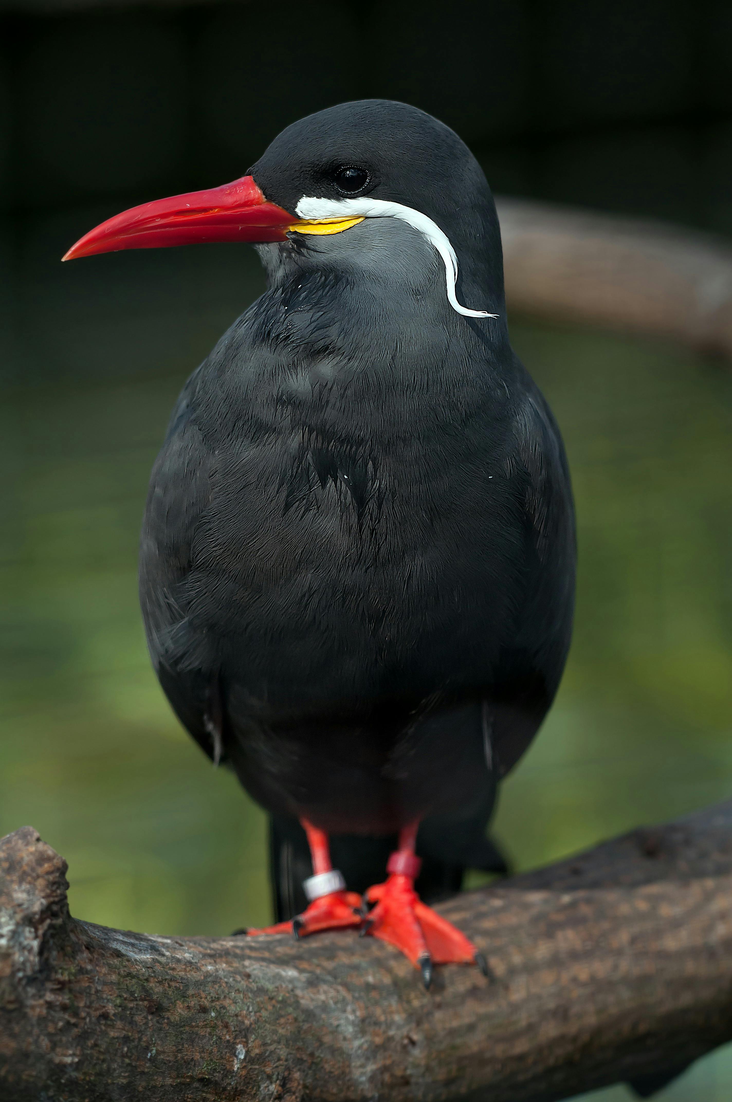 black and red bird perched on brown tree trunk during happy birthday red and black
