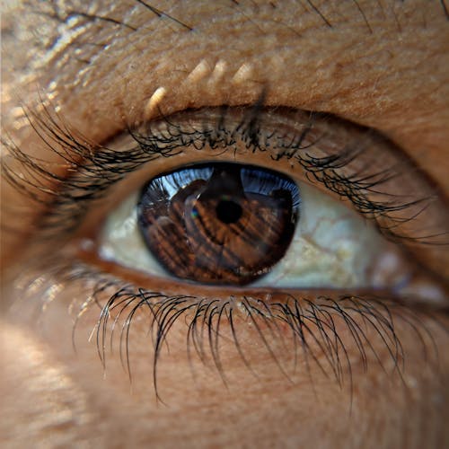 Brown Eye of a Young Woman · Free Stock Photo