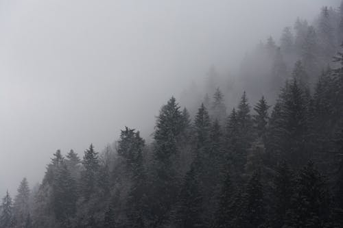 A Trees Covered With Fog