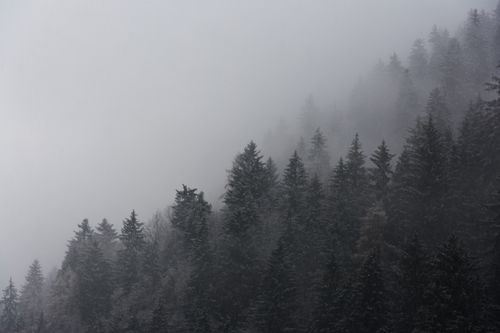 Free Misty forest in Tirol, Austria with fog rolling over pine-clad mountains. Stock Photo