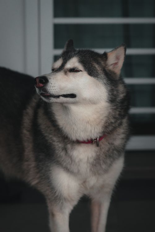Free Close-up portrait of a Siberian Husky dog with a calm expression indoors. Stock Photo
