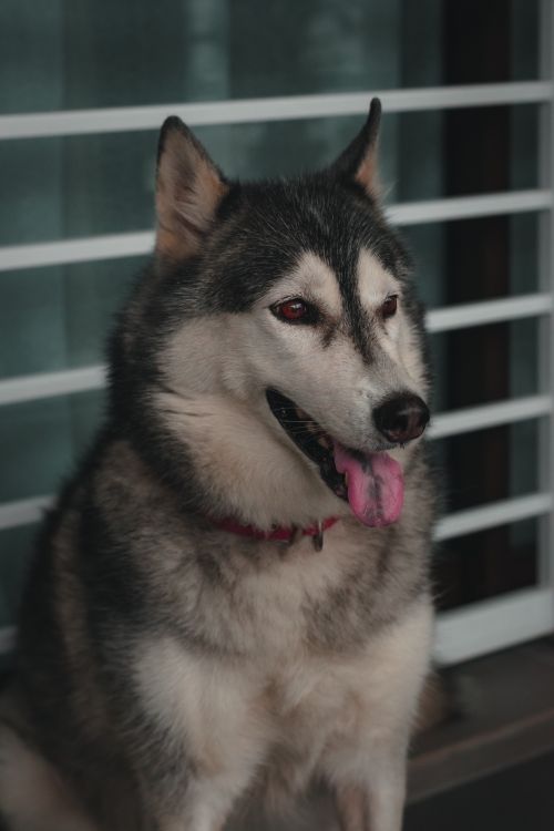Free A close-up portrait of a Siberian Husky dog panting, showing its distinctive fur and playful demeanor. Stock Photo