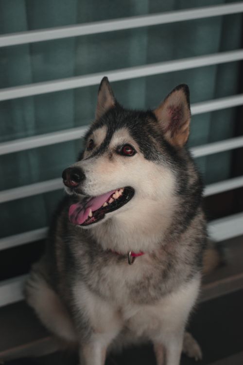 Free A Siberian Husky with a pink collar sits indoors beside a window grille. Stock Photo