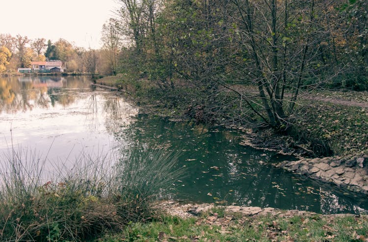 Green Trees Beside River