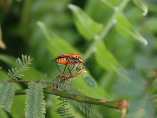 Ücretsiz bitki, böcek, böcek fotoğrafçılığı içeren Ücretsiz stok fotoğraf Stok Fotoğraflar