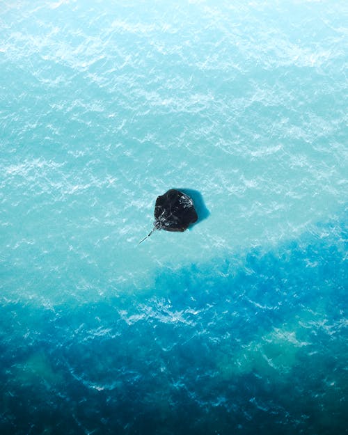 Free An Aerial Shot of a Stingray in the Ocean Stock Photo