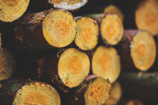 Immagine gratuita di abbaiare, abbronzatura, ambiente