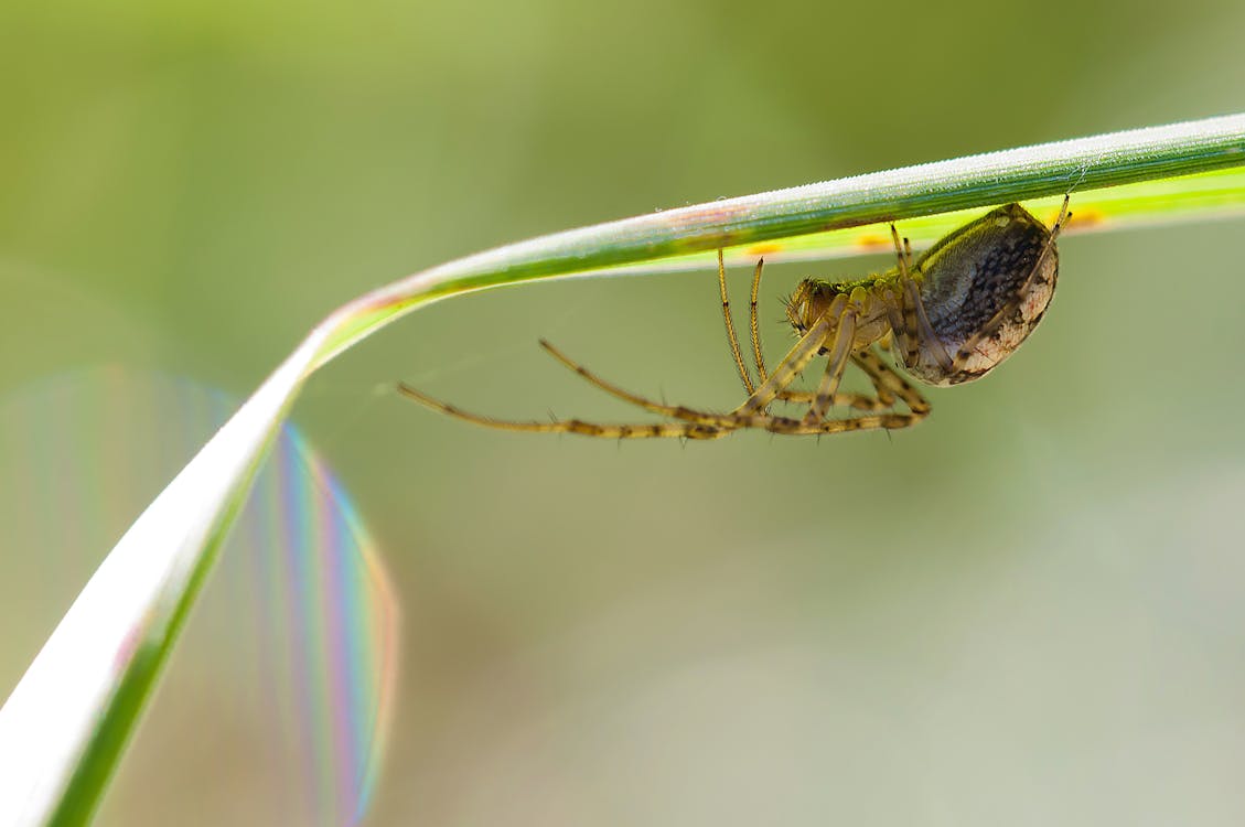 무료 검정과 갈색 6 다리가있는 거미 스톡 사진