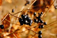 自然背景模糊，生动特写展示树枝上成熟的黑色浆果