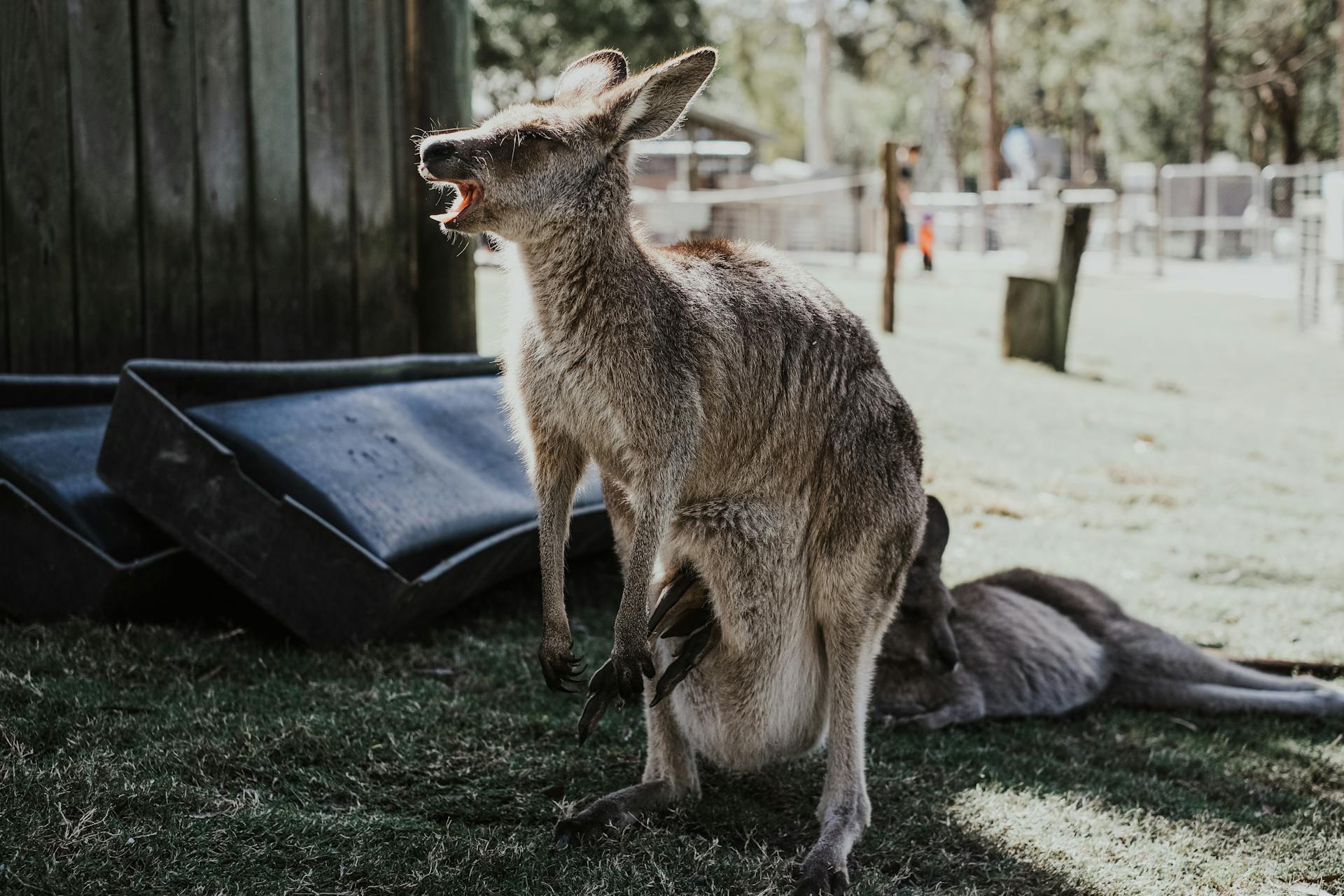 A Close-Up Shot of a Kangaroo