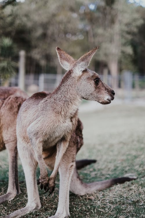 Gratis stockfoto met beest, dierenfotografie, kangoeroe