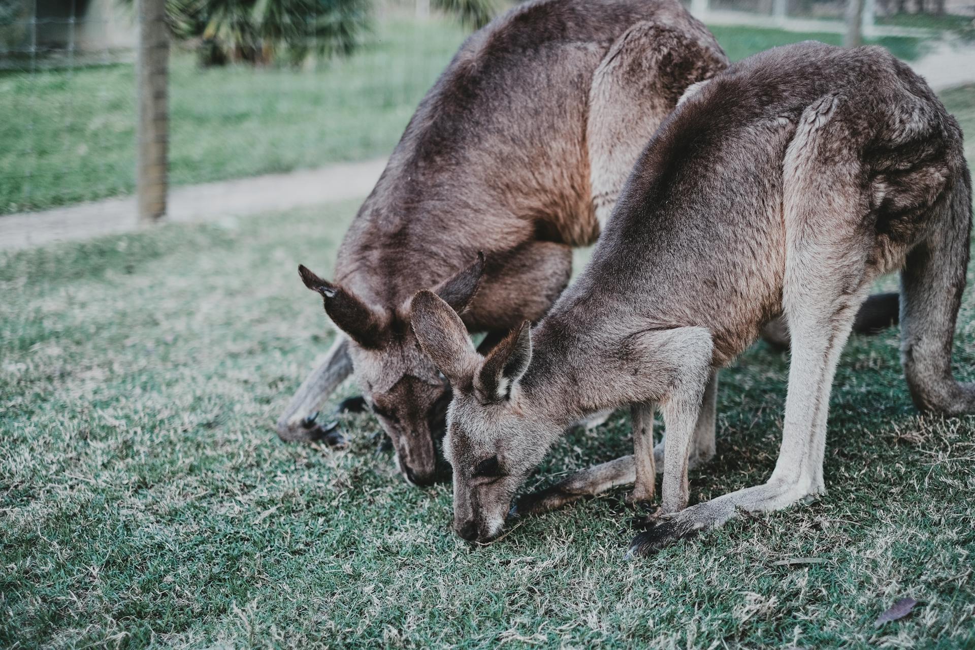 Kangaroos Grazing on a Field