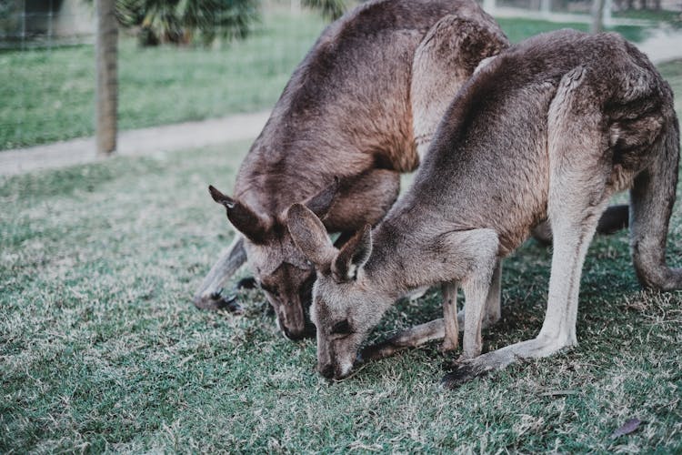 Kangaroos Grazing On A Field