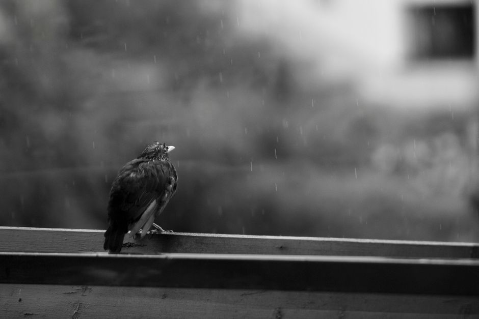 A lone bird perched on a balcony railing under soft rainfall in a grayscale scene.