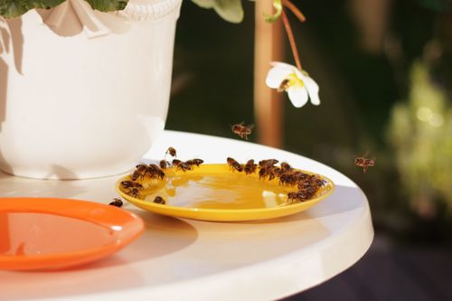 Free A group of honeybees gather on a yellow plate filled with water outdoors in the sunlight. Stock Photo