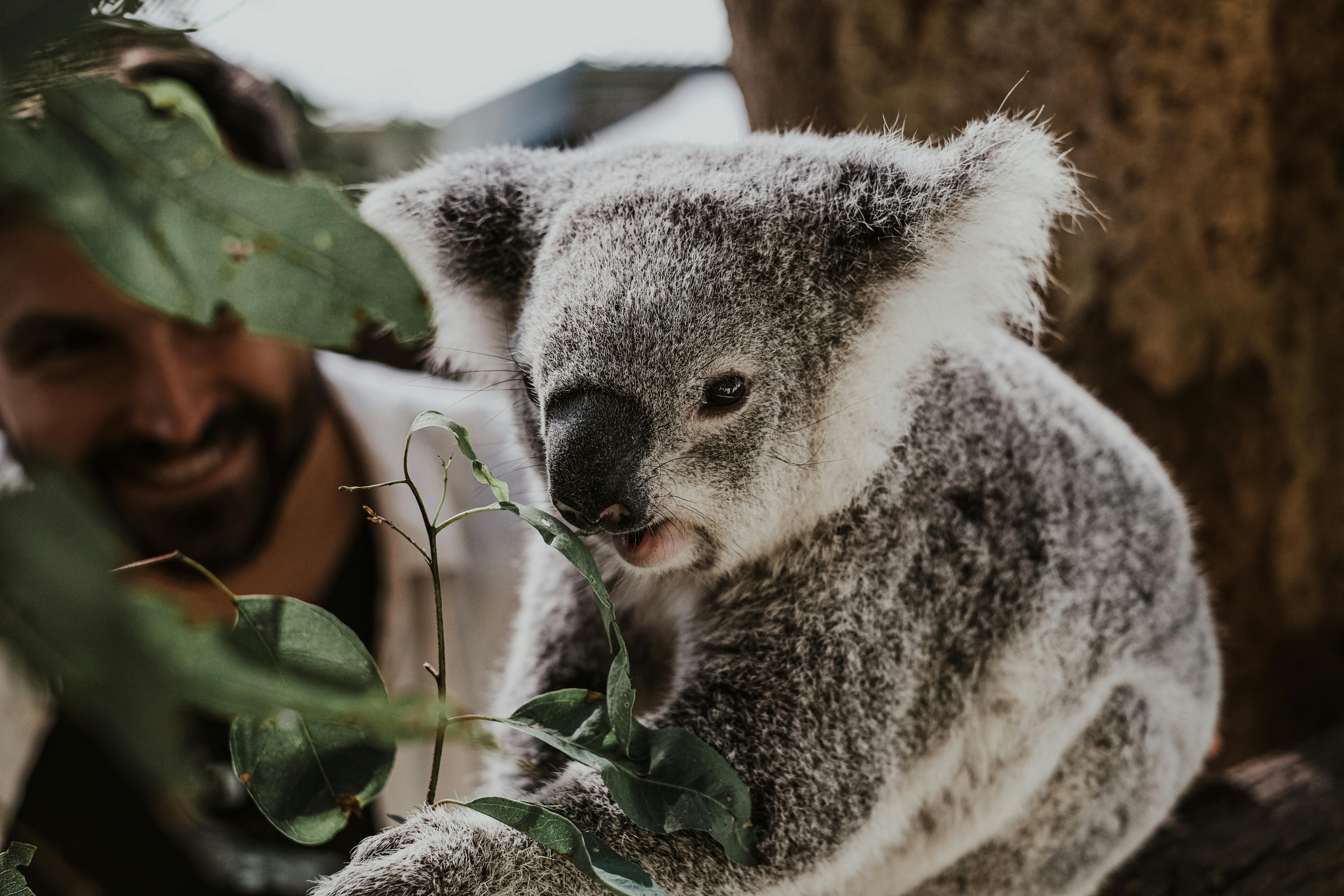 Koala Bear on Tree Branch · Free Stock Photo