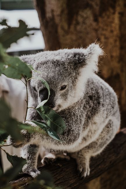 Close-up of a koala munching on eucalyptus leaves in an Australian setting.