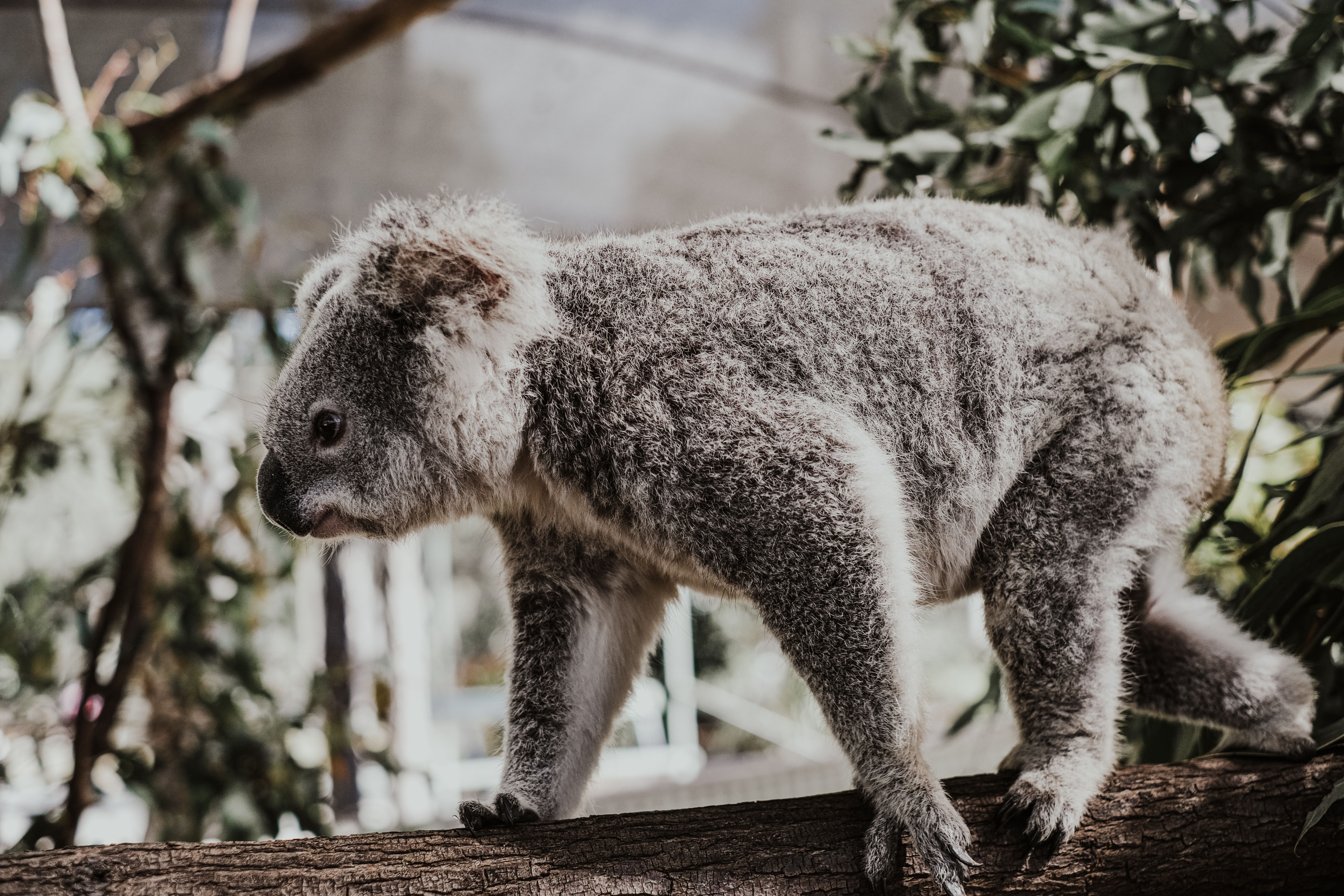 A detailed close-up of a koala perched on a tree branch in its natural Australian habitat.