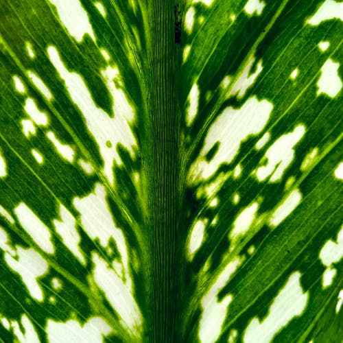 A Macro Photography of Green Leaf with White Spots