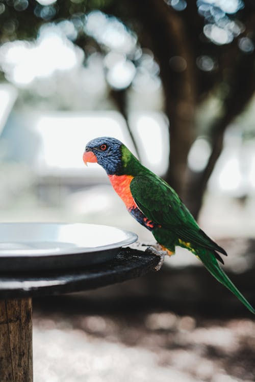 動物, 天性, 彩虹澳洲鸚鵡 的 免费素材图片