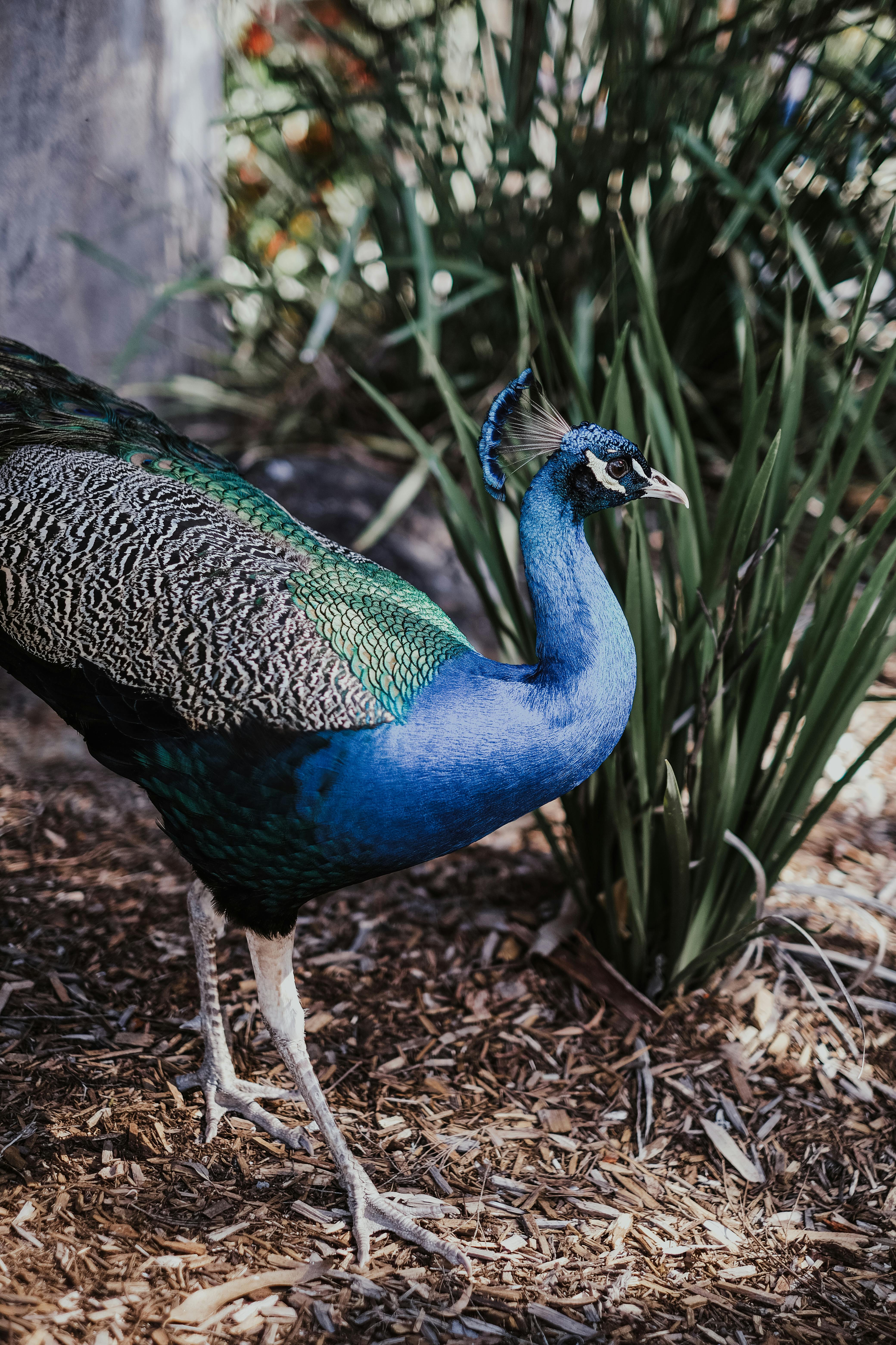 a beautiful blue green and brown peacock