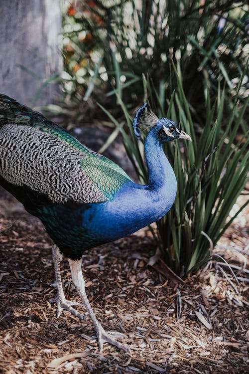 Free A Beautiful Blue Green and Brown Peacock Stock Photo