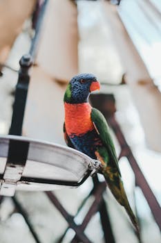 Colorful rainbow lorikeet sitting on a feeder in Oxenford, Australia.