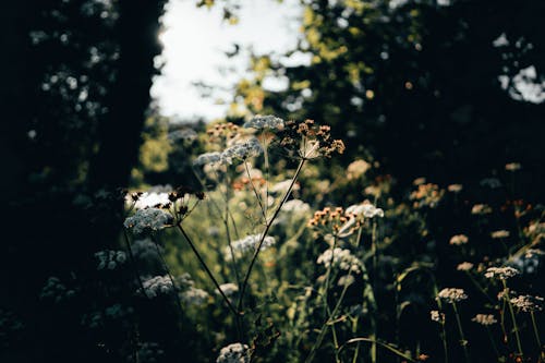 Free stock photo of butterfly, deer, earth