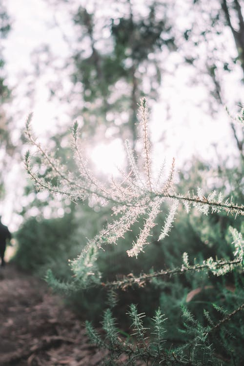 Free stock photo of butterfly, deer, earth