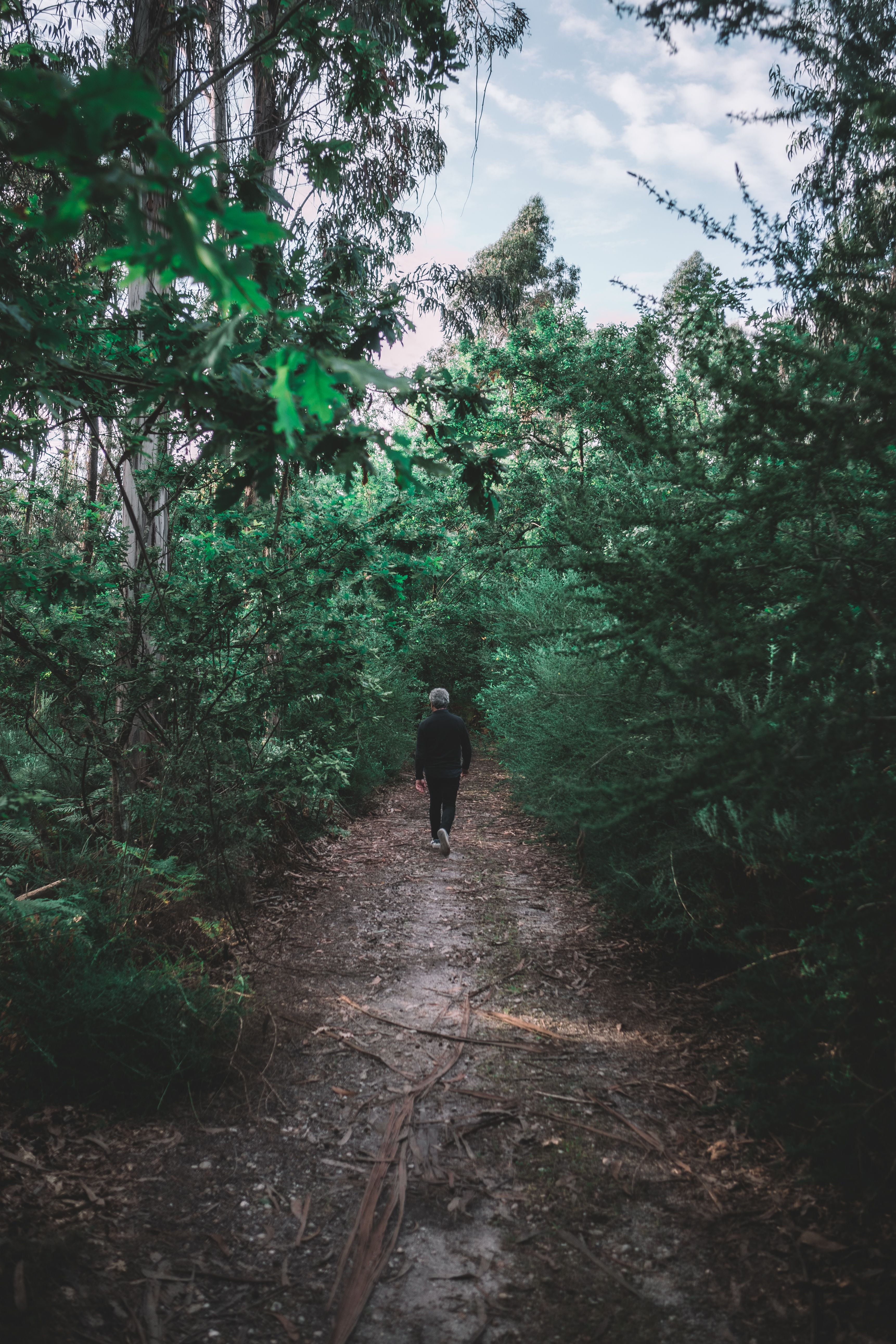 Person in Black Jacket Walking on Pathway Between Green Trees · Free ...