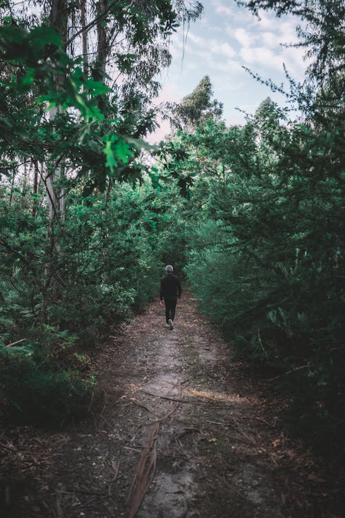 Free Person in Black Jacket Walking on Pathway Between Green Trees Stock Photo